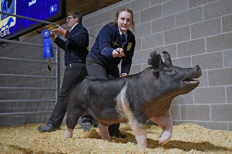 Cypress Ranch High School junior Laynee Buchanan had the Grand Champion Swine.